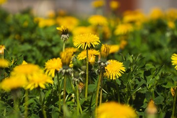 Vibrant yellow field of dandelions basking in the sunshine on a sunny summer day