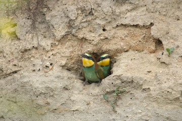 Obraz premium Bee eater chicks (Merops apiaster). Beautiful colourful birds. The European bee-eater. Cute chicks birds peeking out of the Nest hole in the ground.