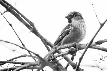 Small house sparrow perched atop a fallen tree branch resting on the ground
