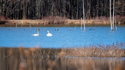 a group of swans swimming in a pond of water next to a forest