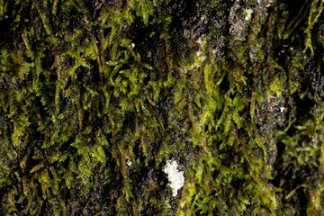 Closeup shot of bright green moss growing on bark