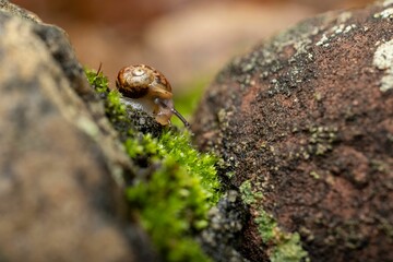 Macro shot of a snail slithering around on a rock