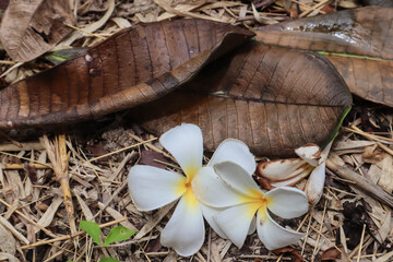 Plumeria flower and leaf on the ground in the garden.