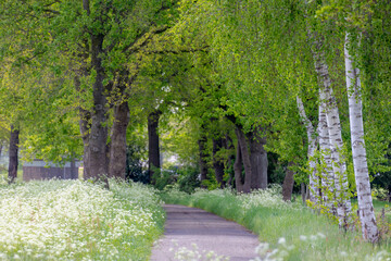 White flowers Cow Parsley in spring, Anthriscus sylvestris in countryside road, Wild chervil or...