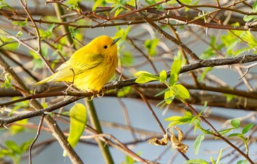 American Yellow Warbler Fluttering in Morning Light