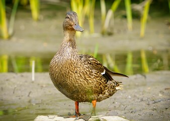Mallard Duck Wading Through Mud