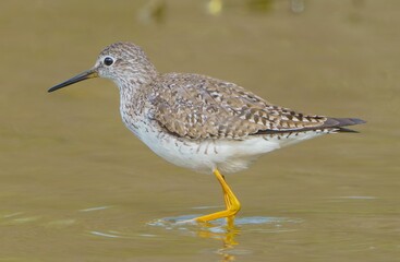 Lesser Yellowlegs Foraging for Food.