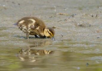 Duckling foraging for worms