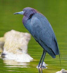 Little Blue Heron by Pond