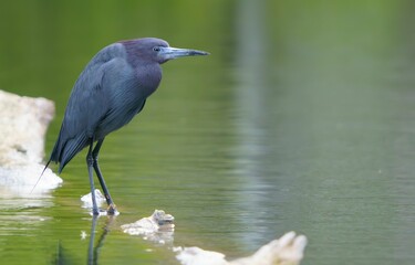 Little Blue Heron by Pond