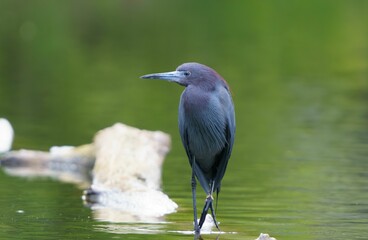 Little Blue Heron by Pond