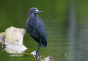 Little Blue Heron by Pond