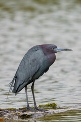 Little Blue Heron by Pond