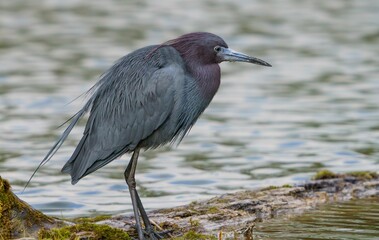 Little Blue Heron on cold day.