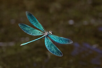Broad-winged damselfly © Risto