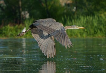 Great Blue Heron Flying in Morning Light