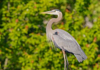 Great Blue Heron in Morning Sun.