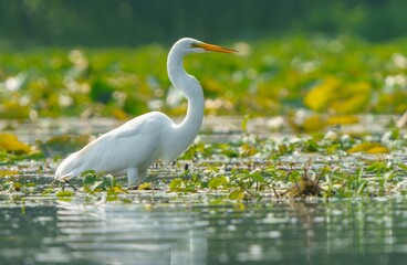 Majestic Great White Egret at Play