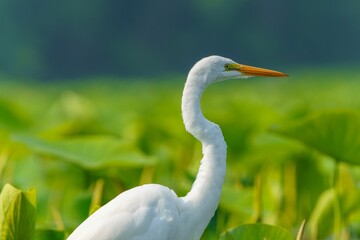 Majestic Great White Egret at Play