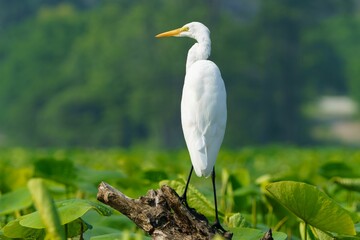 Majestic Great White Egret at Play