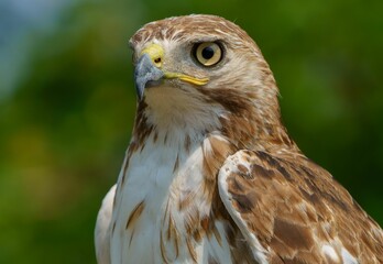 Red Tailed Hawk on the Hunt