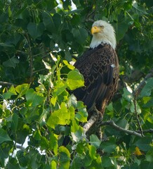 Bald Eagle Scanning for Prey over Water
