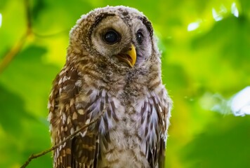 Juvenile Barred Owl in the Morning Light.