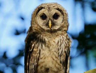 Juvenile Barred Owl in the Morning Light.