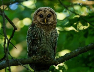 Juvenile Barred Owl in the Morning Light.