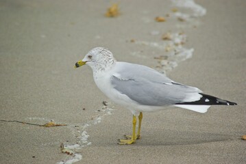 a seagull standing on the shore looking to his right