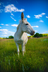 White donkey on a grassy field, looks like a unicorn