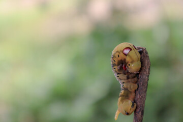 Caterpillar on a branch in the garden, closeup of photo