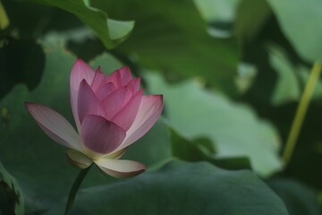 Obraz premium Close-up of a vibrant pink Nut-bearing lotus (Nelumbo nucifera) flower against green foliage