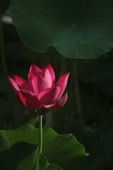 Obraz premium Closeup shot of a delicate pink lotus flower with green leaves in the background.