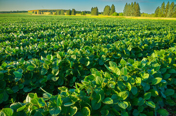 Soybean crop in North Dakota produces a product that is used for poultry and livestock feed as well as biofuel industry and food products..