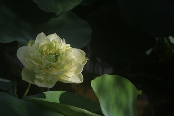 Closeup shot of a delicate lotus flower with green leaves in the background.
