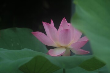 Closeup shot of a delicate pink lotus flower with green leaves in the background.