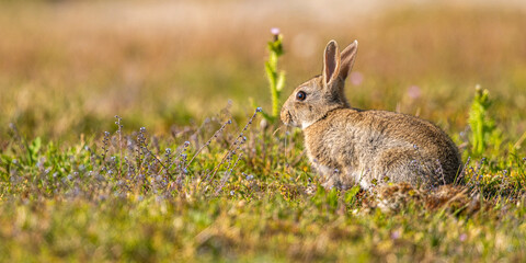 Lapin de garenne ou Lapin commun (Oryctolagus cuniculus)