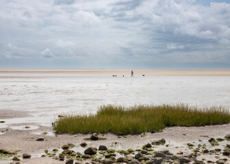Walking the dogs at Low tide