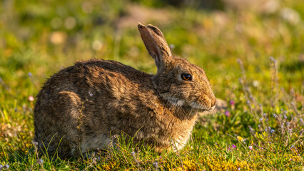 Lapin de garenne ou Lapin commun (Oryctolagus cuniculus)