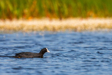Foulque macroule (Fulica atra - Eurasian Coot)