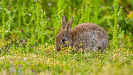 Lapin de garenne ou Lapin commun (Oryctolagus cuniculus)
