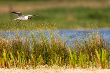 Mouette rieuse (Chroicocephalus ridibundus - Black-headed Gull)
