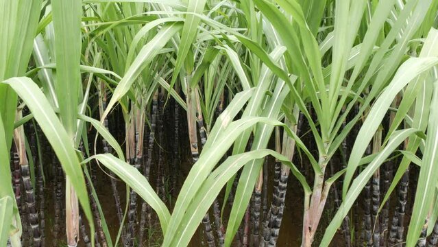 Sugarcane plant , agriculture field of sweet grass