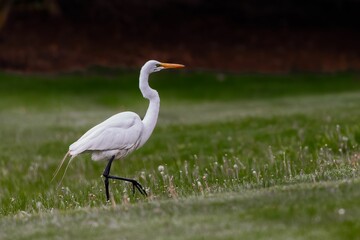 White stork walking on green grass in a park
