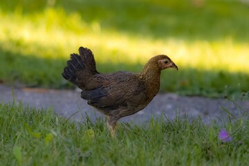 Fowl standing in a grassy field