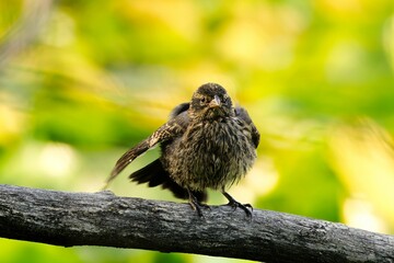 Beautiful Blackbird (Turdus merula) perched atop a tree branch