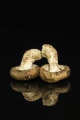 Still life photography Mushroom