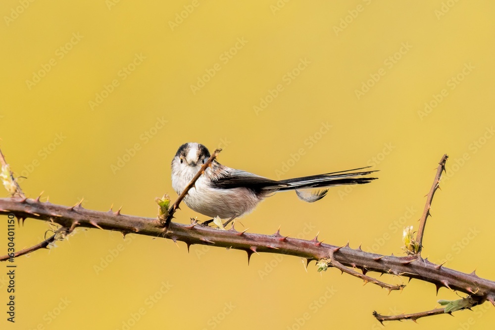 Sticker close-up shot of a long-tailed tit bird perched on a barren tree branch