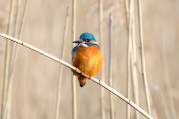 Close-up shot of a Kingfisher bird perched on a barren tree branch